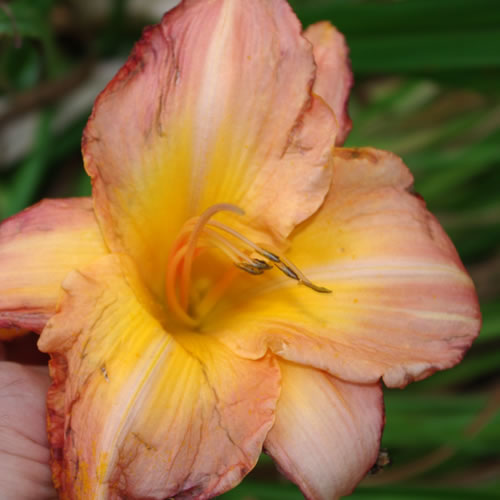 Hemerocallis Mokan Eighty